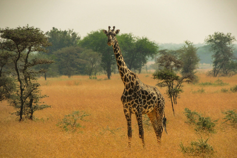 Tanzania: 5-Day Tarangire, Ndutu, and Ngorongoro Safari