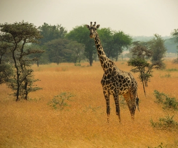 Diani Beach: 3-Day Tsavo East and West National Parks Safari
