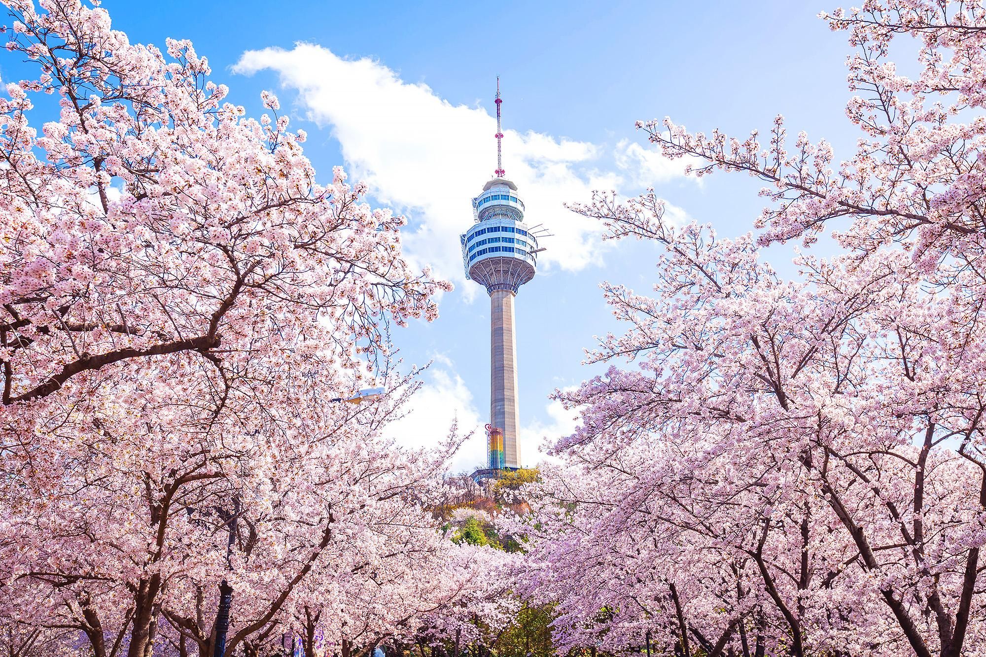 Tagestour in Daegu: Palgongsan-Seilbahn & E-World-Nachtblick