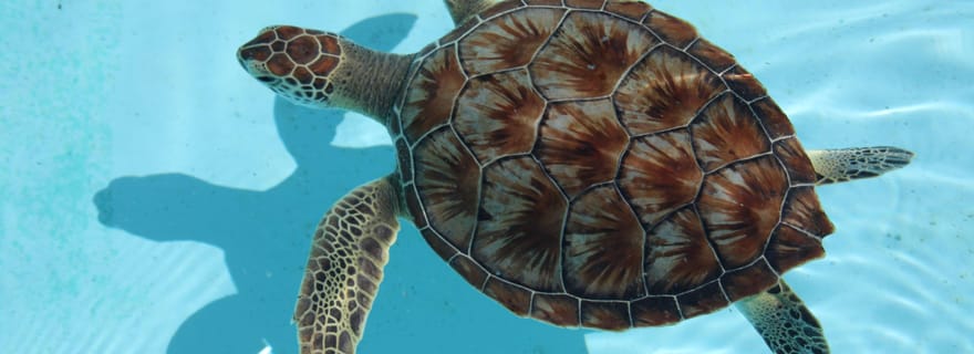 Zanzibar : nagez, nourrissez et communiez avec les tortues de la grotte de Salam