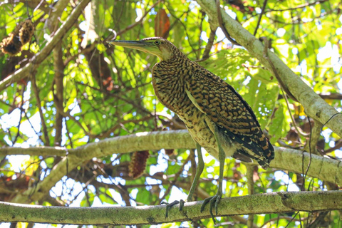 Uvita: Corcovado Rainforest & Wildlife Adventure