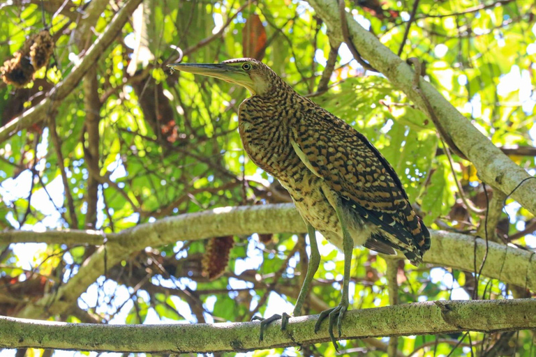 Uvita: Corcovado Rainforest & Wildlife Adventure