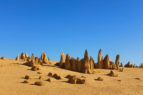 From Perth: Koala, Pinnacles Stargazing Day Tour