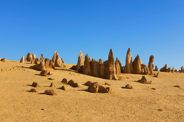 From Perth: Koala, Pinnacles Stargazing Day Tour