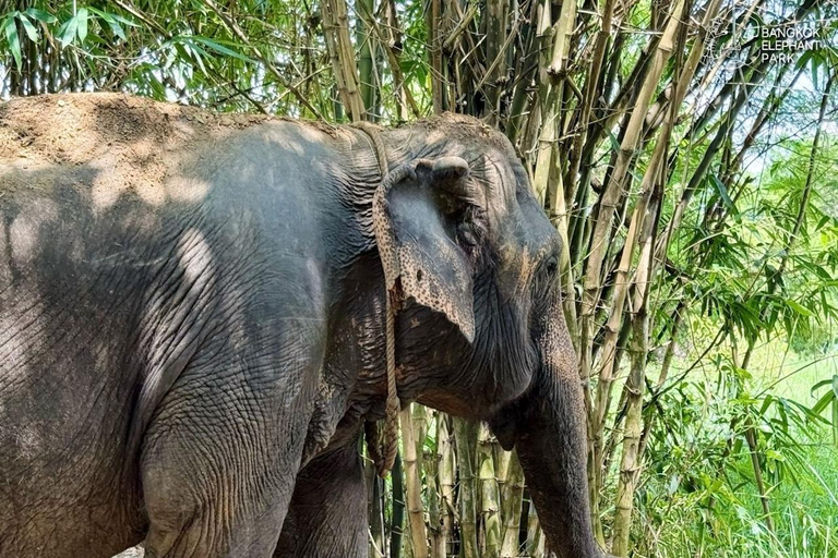 Bangkok: Railway Market, Floating Market & Elephants Tour