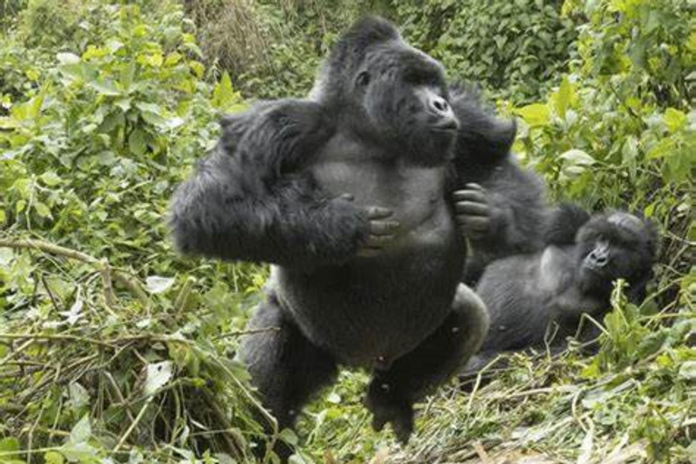 Bwindi: 4 dagars gorillahabitat och vandring i Bwindi