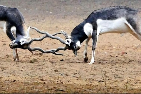 Aldea Bishnoi: recorrido de safari