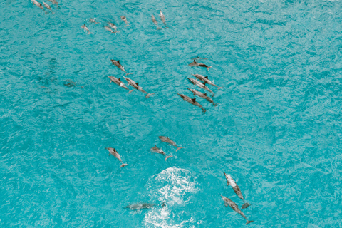 Mombasa : Excursion à la rencontre des dauphins de Wasini