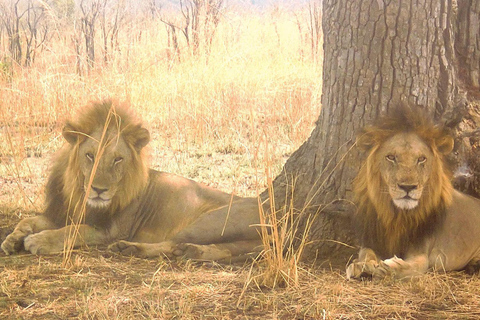 Safari de dos días al Parque Nacional de Mikumi desde Zanzíbar