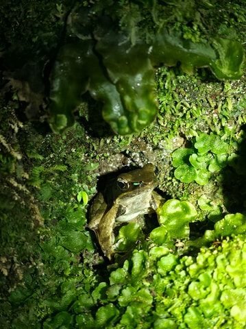 Monteverde Cloud Forest Adventure