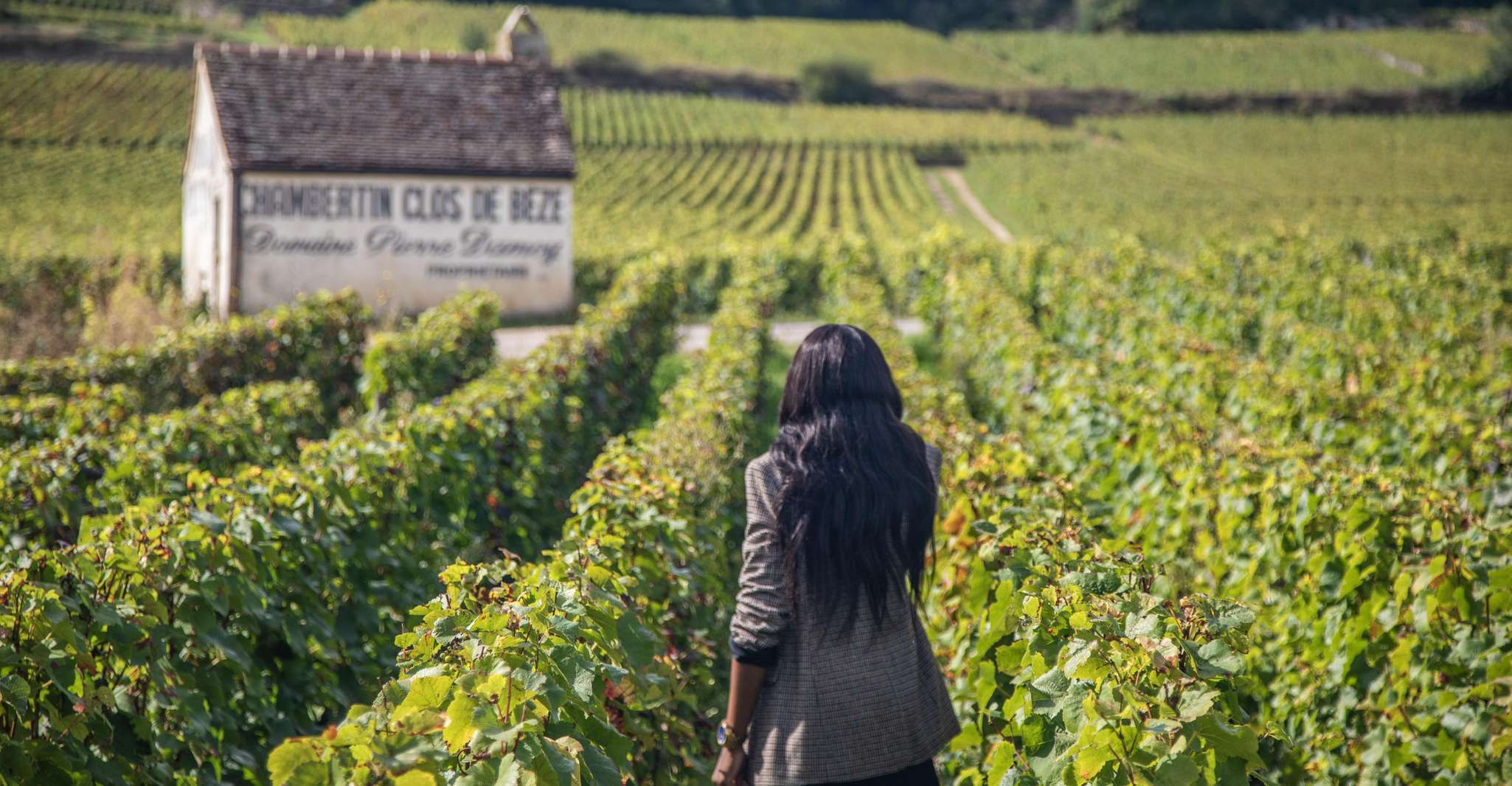 Private Wine Tour in Côte de Nuits and Côte de Beaune - Housity