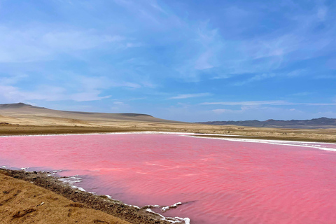 PREMIUM TREKKING GOLDEN SHADES