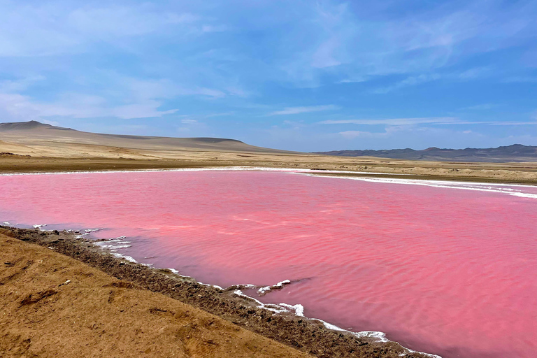 PREMIUM TREKKING GOLDEN SHADES