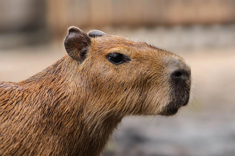 Bali Zoo: Capybara Brunch & Observation Experience Capybara Brunch Experience with Transfer