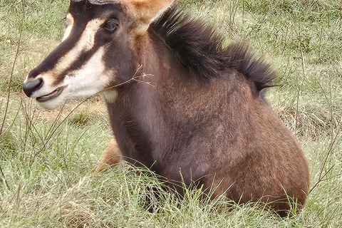 Safari at Lion and Rhino Park / Lesedi Culture Village