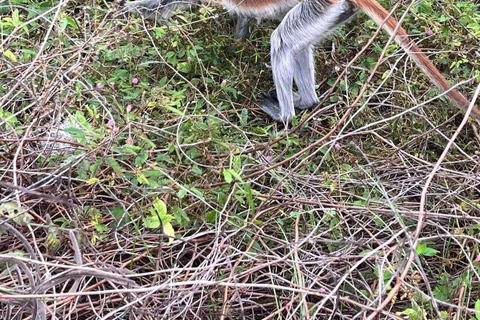 Zanzibar: Las Jozani, Jaskinia Salaam i restauracja RockLas Jozani, jaskinia Salaam i restauracja The Rock. Bez transportu.