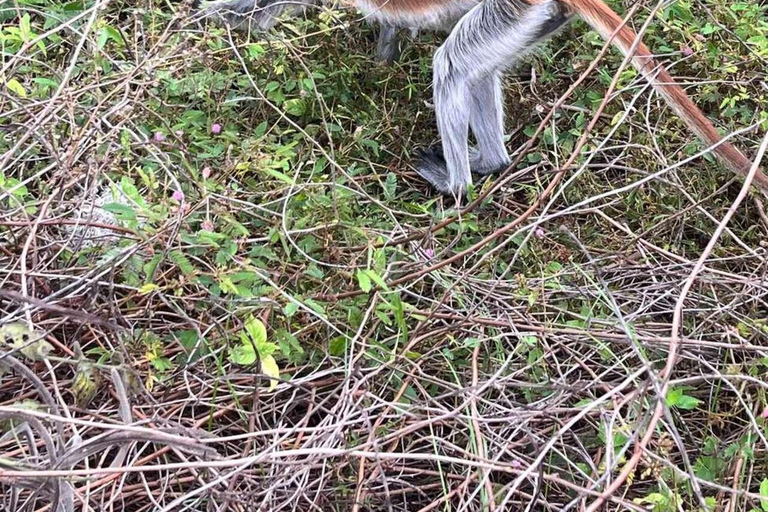 Zanzibar: Las Jozani, Jaskinia Salaam i restauracja RockLas Jozani, jaskinia Salaam i restauracja The Rock. Bez transportu.