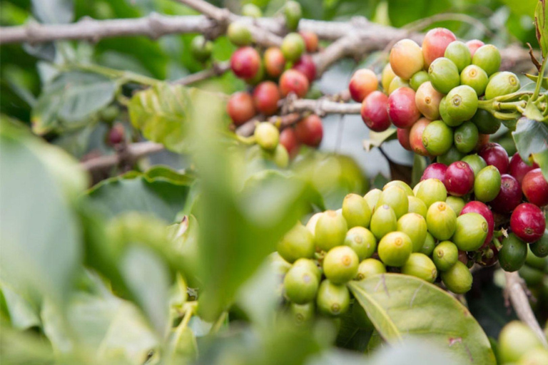 Bogotá: Coffee Farm Excursion