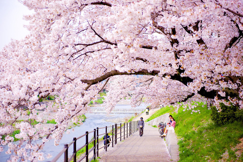 From Seoul: Scenic Lake Day Trip with Cable Car or Cruise Spring : Cable Car + Cherry Blossom Route