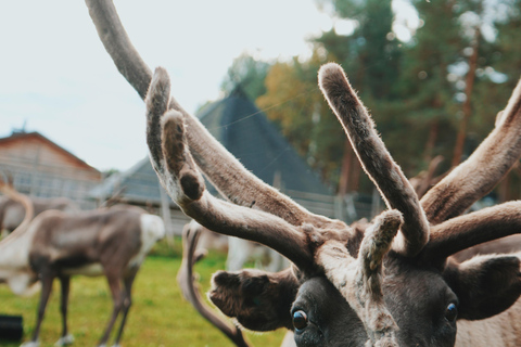 罗瓦涅米：驯鹿农场之旅（含雪橇乘坐和接送）罗瓦涅米：驯鹿农场秋季之旅