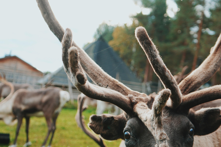 罗瓦涅米：驯鹿农场之旅（含雪橇乘坐和接送）罗瓦涅米：驯鹿农场秋季之旅