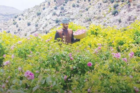 Full-Day Tour: Nizwa Fort, Barkat Al Mouz &amp; Jebel Akhdar