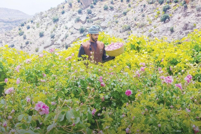 Full-Day Tour: Nizwa Fort, Barkat Al Mouz &amp; Jebel Akhdar