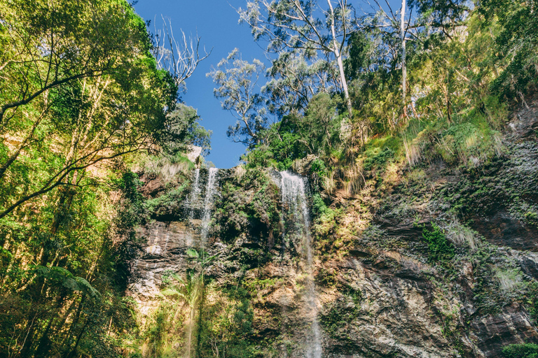 Gold Coast: Springbrook Waterfalls Private Tour