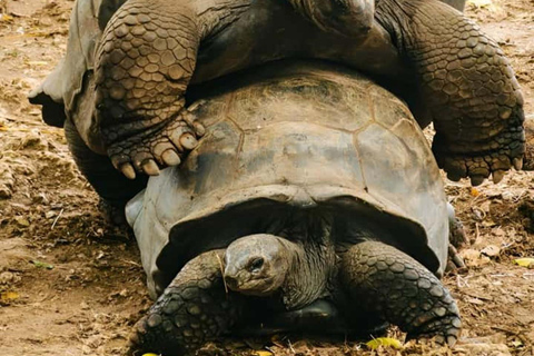 Sea Turtles Cave Conservation swimming & Prison Island Tour SEA TURTLES AND PRISON ISLAND