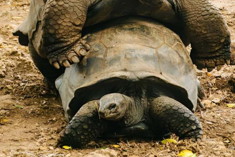Sea Turtles Cave Conservation swimming & Prison Island Tour SEA TURTLES AND PRISON ISLAND