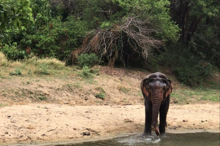 From Sigiriya: Private Safari Tour with Hotel Transfer