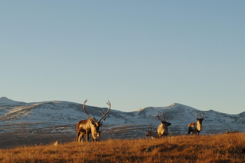 Jotunheimen: Guided Reindeer Hiking Tour