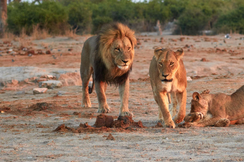 Botswana: Savuti, Khwai, & Moremi 7-Day Mobile Safari