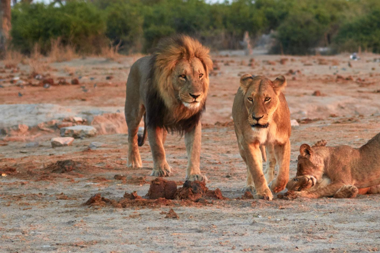 Botswana: Savuti, Khwai, & Moremi 7-Day Mobile Safari