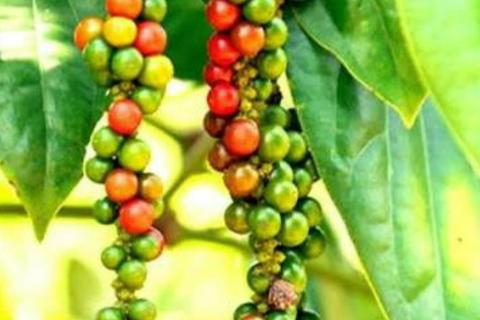 Kandy: Pinnawala, Ambuluwawa, and Village Tour