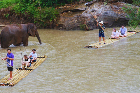 Chiang Mai: Full Day Living Green Elephant Sanctuary Chiangmai: Full Day Living Green Elephant Sanctuary