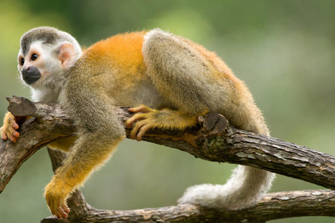 Puerto Plata: Monkey Home Encounter Adventure