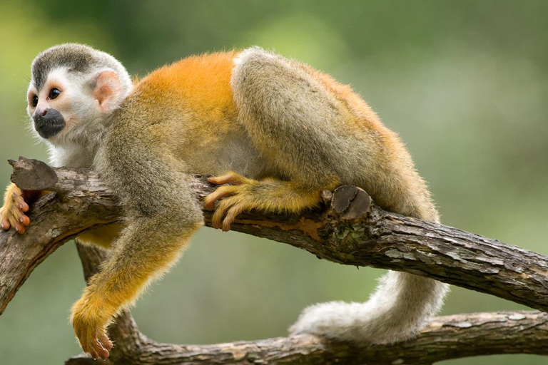 Puerto Plata: Monkey Home Encounter Adventure