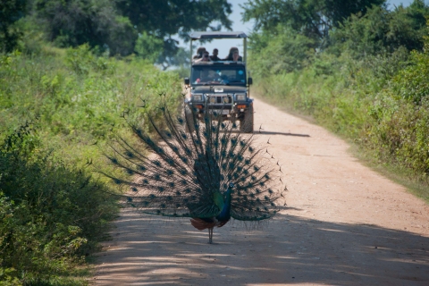 Au départ de Negombo : Safari dans le parc national de Wilpattu