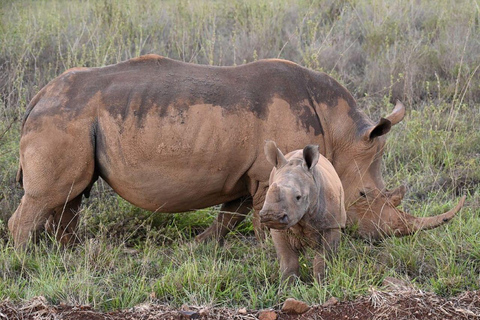 Nairobi National Park: Early Morning or afternoon adventure Early morning game drive in a Landcruiser JEEP