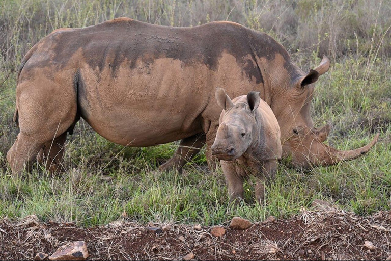 Nairobi National Park: Early Morning or afternoon adventure Early morning game drive in a Landcruiser JEEP