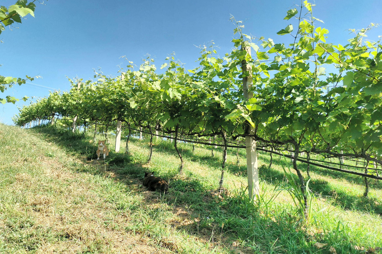 البرية: جولة مشي لمسافات طويلة ومشاهدة النجوم في خاو ياي لمدة يومينجولة المجموعات الصغيرة