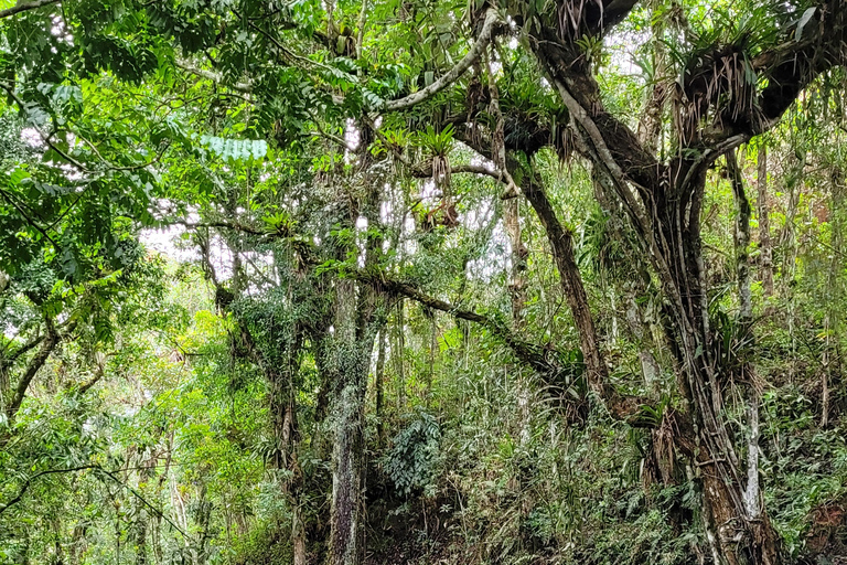 CAMINHO DO OURO - Geführte Tour durch den Atlantischen Wald, Wasserfälle und Geschichten.