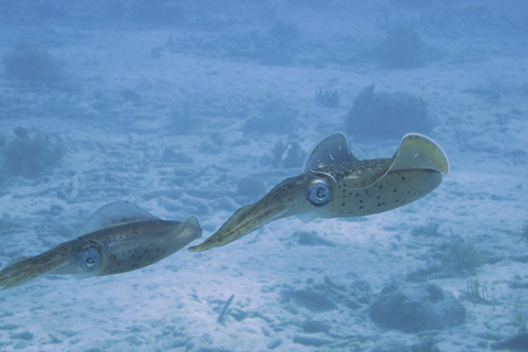 Djerba: Entdecke das Tauchen mit einem TauchlehrerDjerba: Schnuppertauchen mit einem Tauchlehrer