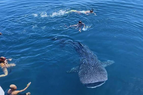 Lombok Trip: Sumbawa Whale Shark Snorkeling Trip with Boat