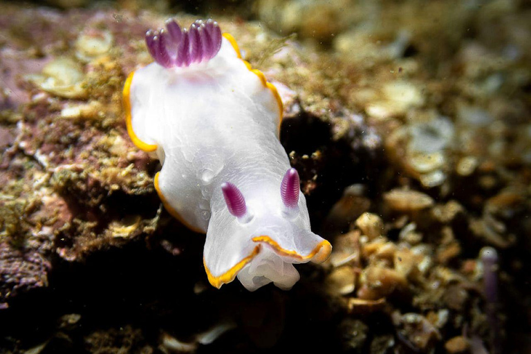 Albufeira: inmersión doble en el océano para buceadores certificadosAlbufeira: Buceo doble en el océano para buceadores certificados