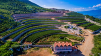 Winery Tour and Tasting at Winery Lipovac - Housity