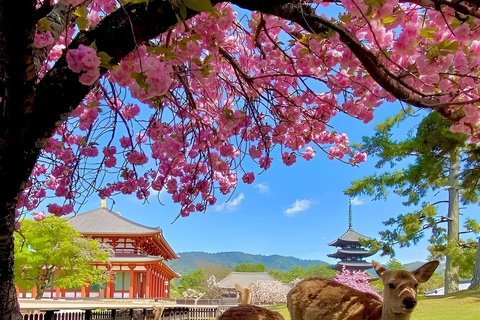 Heldags privat dagsutflykt till Kyoto med engelsktalande chaufförKyoto heldags privat dagsutflykt med engelsktalande chaufför