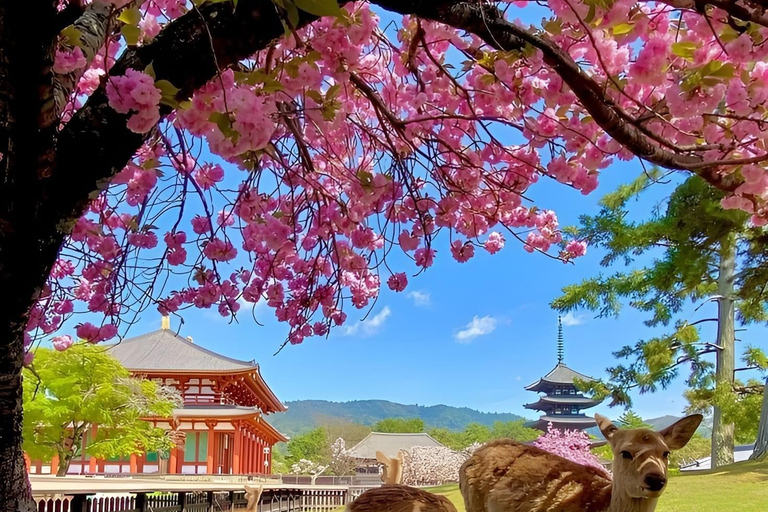 Heldags privat dagsutflykt till Kyoto med engelsktalande chaufförKyoto heldags privat dagsutflykt med engelsktalande chaufför