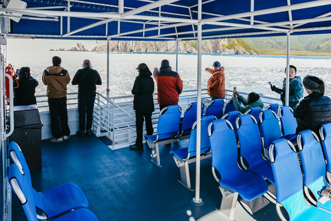 Seward: Kenai Fjords National Park Glacier Cruise w/ Lunch 8:00 AM Departure
